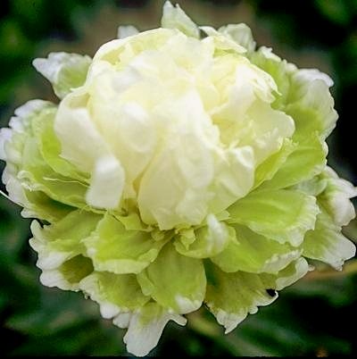 Пион 'Грин Хало' /  Paeonia lactiflora 'Green Halo'